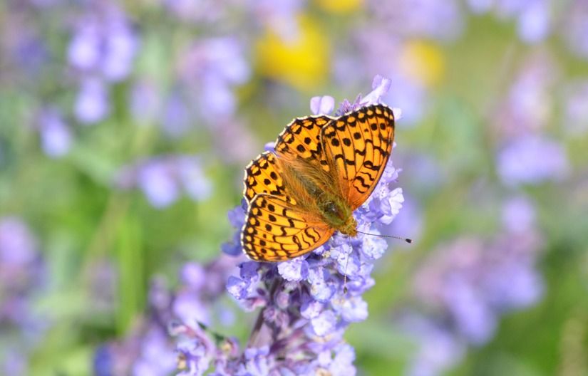 Boleskine Biodiversity Group